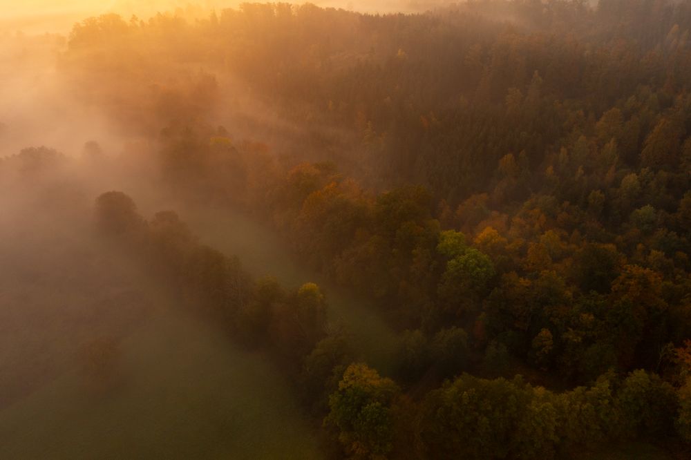 Drone aerial view of an autumn forest on a foggy morning at golden hour.