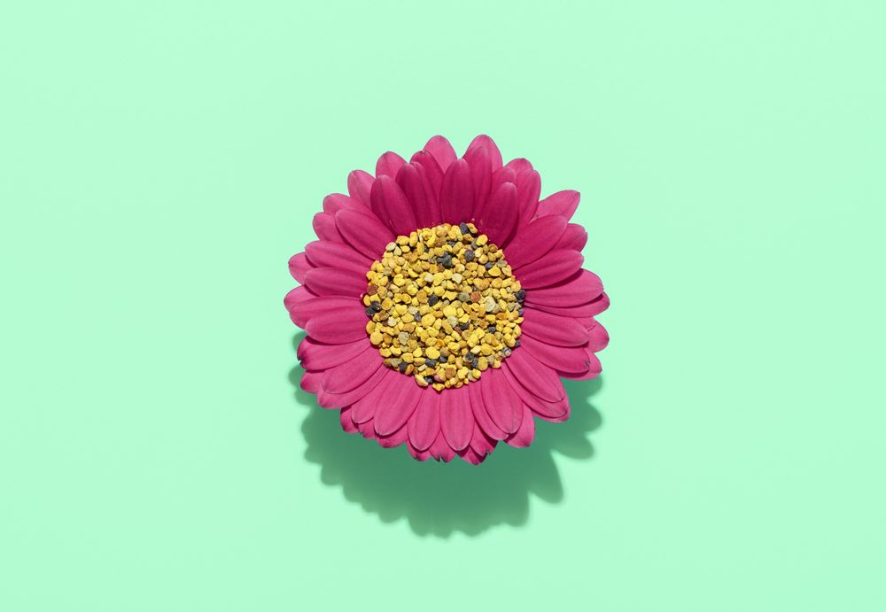Pollen grains in a pink flower, above view