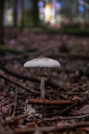 Single mushroom emerging from forest floor
