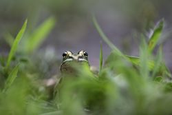 Northern Leopard Frog in a field in McGregor, Minnesota