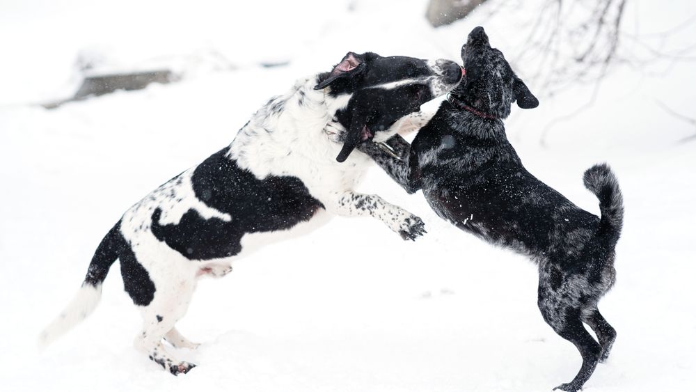 Playful Snowbound Clash