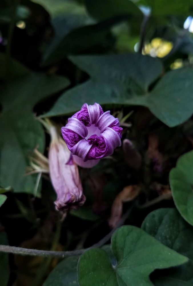 Violet purple furled blossom