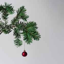 Pine tree branch on light background with single red bauble
