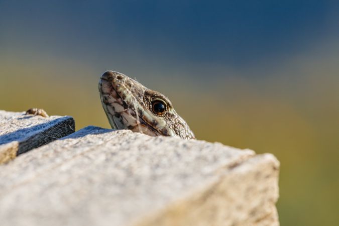 Tiny lizard on trunk