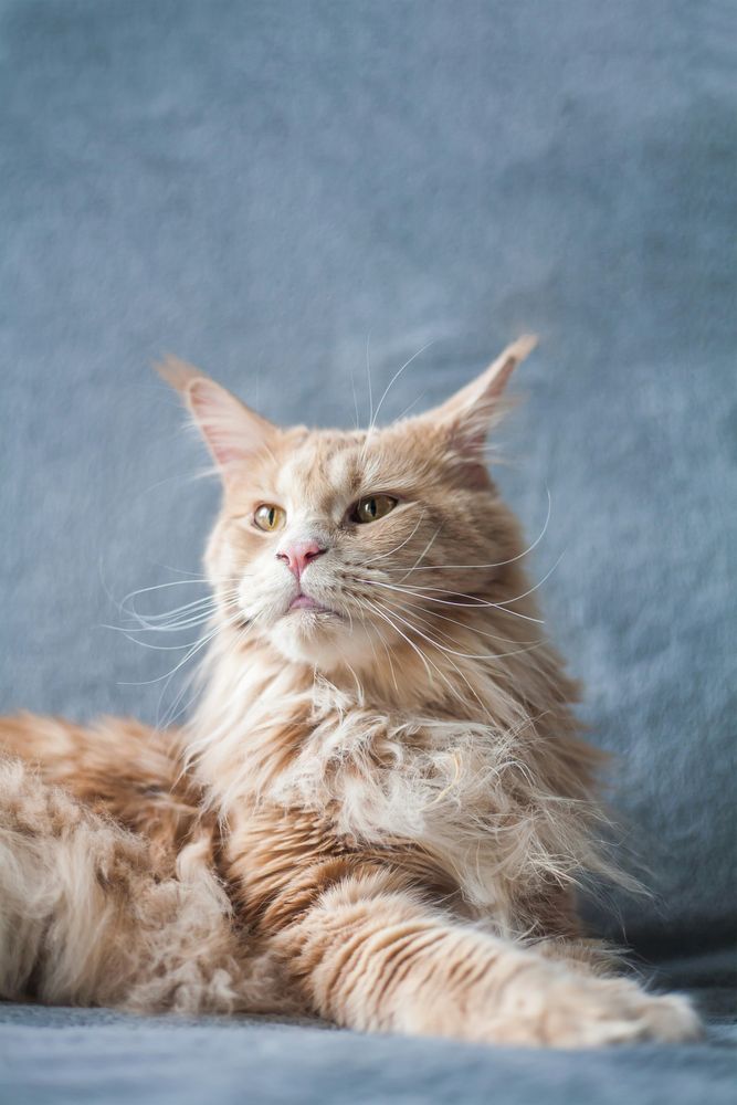 Ginger Long-Haired Cat Resting by Wooden Door