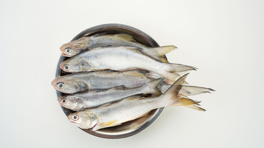 Yellow Croaker Fish, Ikan Ekor Kuning, served on stainless bowl on light background