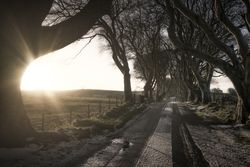 Tunnel of giant beech leafless trees in Ireland