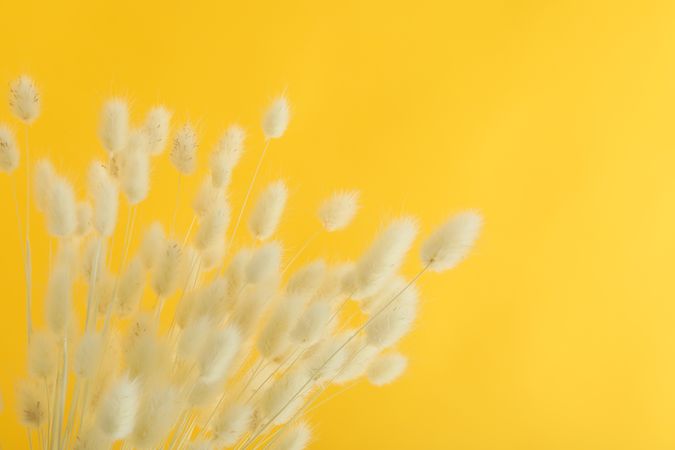 Top of dried bunny tails in yellow room