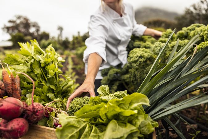 Unrecognizable chef harvesting fresh vegetables in an agricultural field