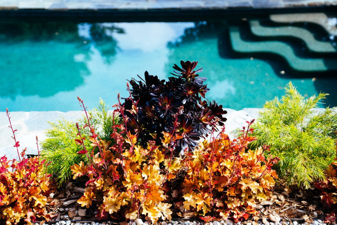 Garden bed with succulents in front of a swimming pool