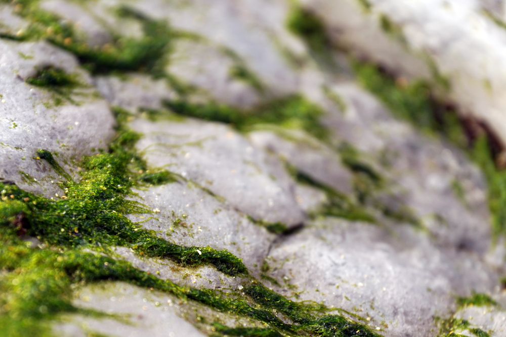 Closeup of green fluffy moss on stone