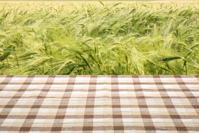 Checkered tablecloth against barley field. Mock up
