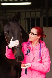 Vet giving an apple as a treat to a horse