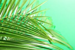 Beautiful palm leaves on color background, closeup and space for text. Exotic plant