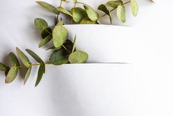 Card concept with eucalyptus leaves