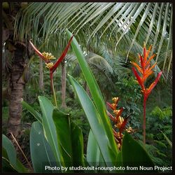 Jungle scene with heliconia bird-of-paradise 42pZK0