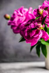 Summer interior decor with fuchsia flowers