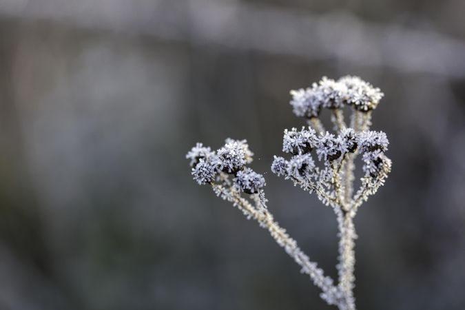 Frost-covered plant in Aitkin County, Minnesota