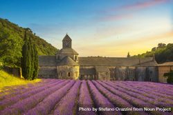 Abbey of Senanque blooming lavender flowers panoramic view, Gordes, Luberon, Provence, France 5aYyW5