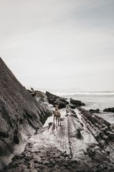 Dog on wet shore near cliff and sea