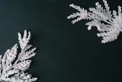 Christmas tree branches with dark table background