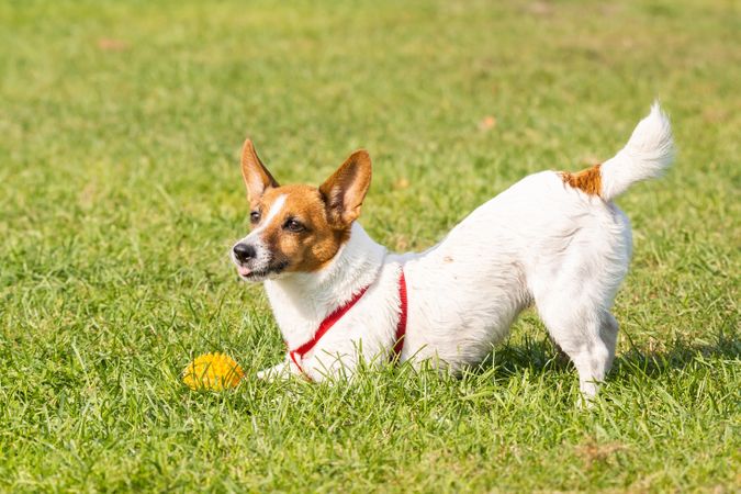 Jack Russel terrier dog playing on green grass field