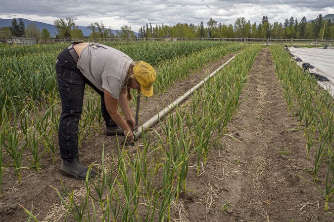 Women adjusting sprinkler in agricultural field in the Rocky Mountains