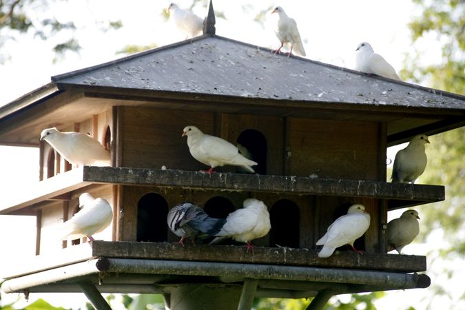 Doves perched in a birdhouse
