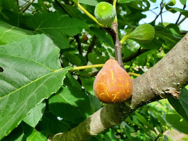 Fig growing on a tree