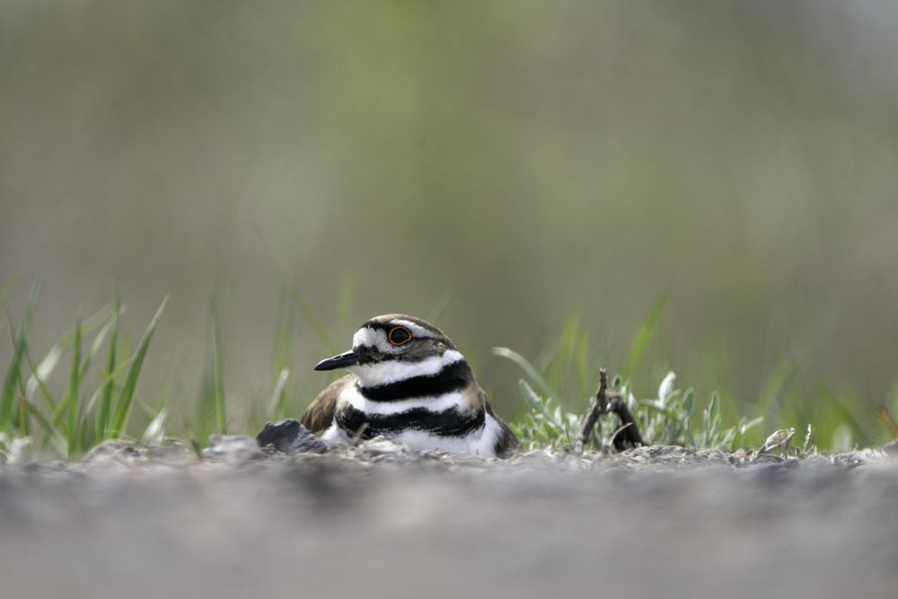 Killdeer sitting in Lake Elmo Park Reserve in Minnesota