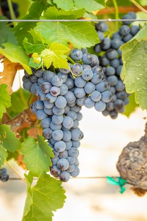 Vineyard with Lush, Ripe Wine Grapes on the Vine Ready for Harvest