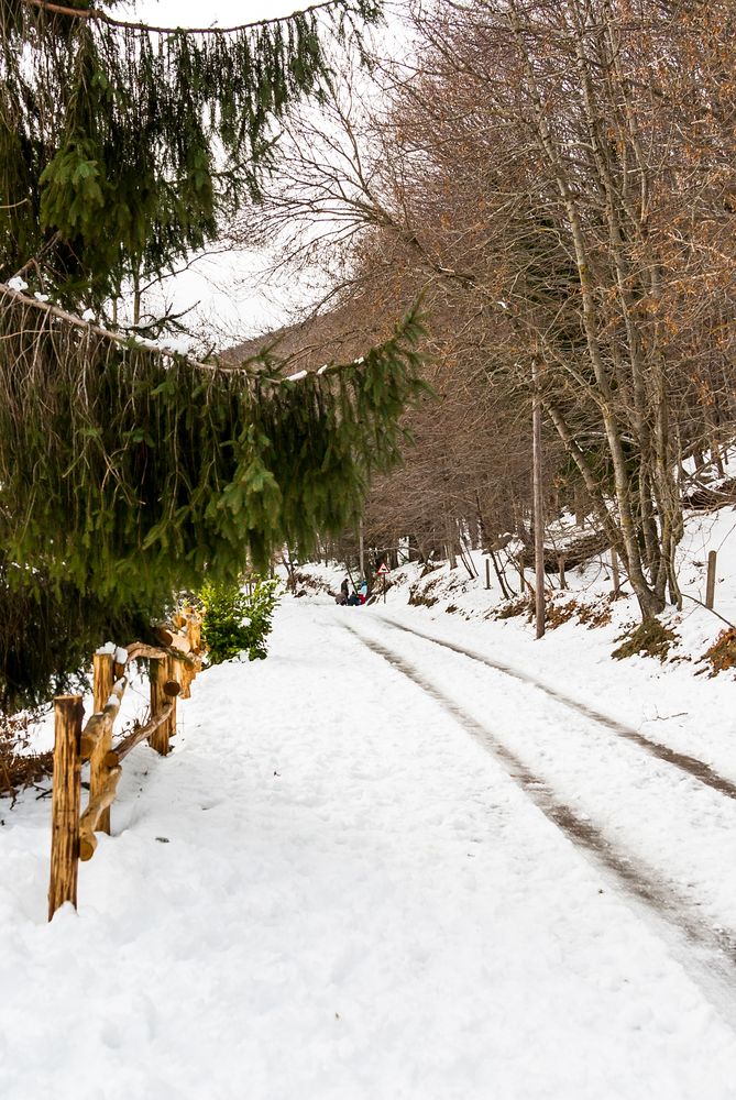 Snowy tree lines route in forest