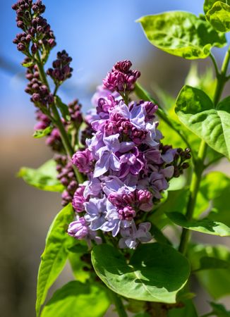 Blooming lilac blooming bush