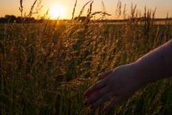Touching tall grass at sunset