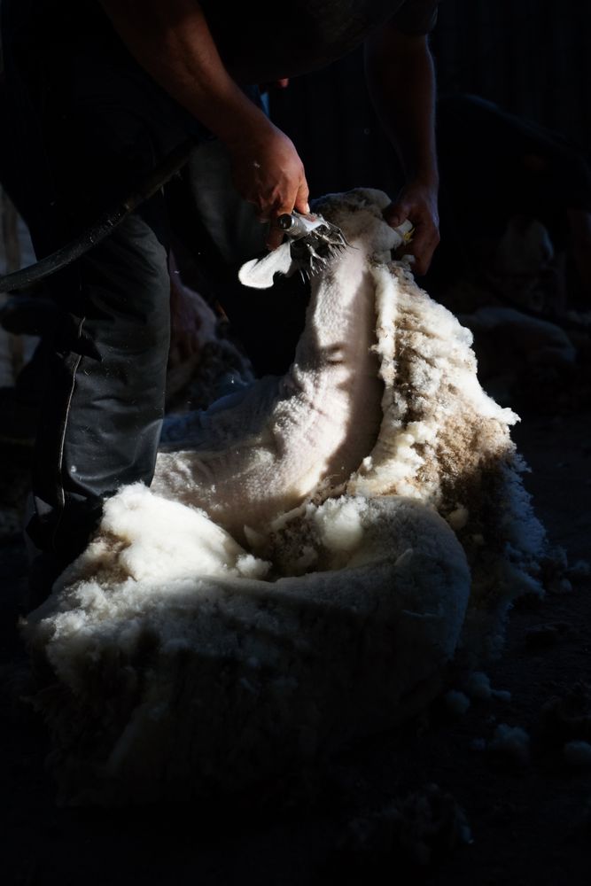 Crop man shearing sheep in barn