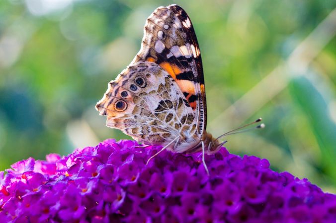 Painted lady butterfly perched on purple flower