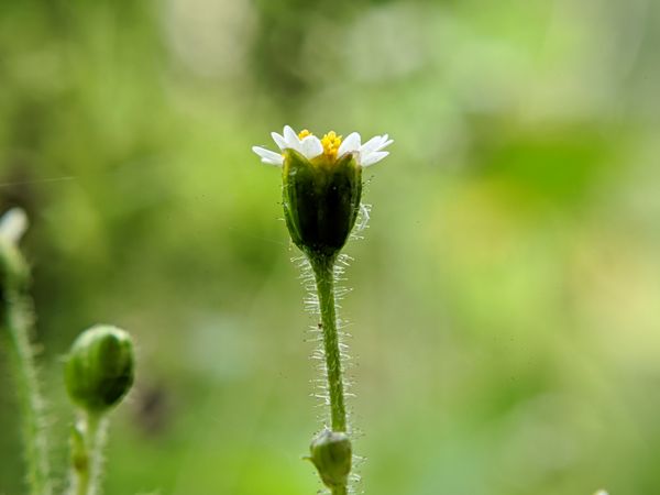beautiful flower nature