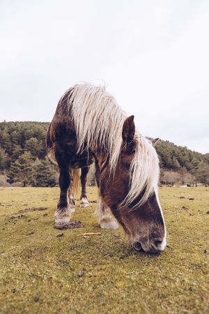Peaceful horse eating grass at meadow by forest