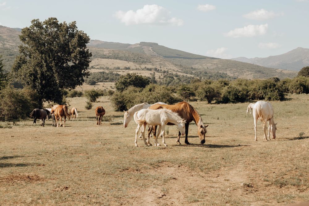 albino foals in nature