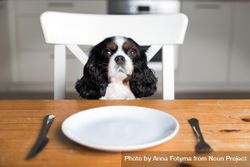 Cavalier spaniel sitting at dining table with plate, knife and fork be9EAb