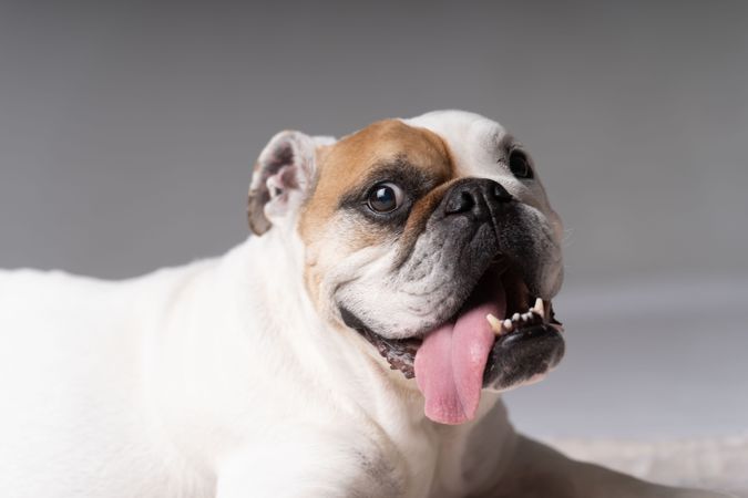 Portrait of funny American bulldog with tongue out