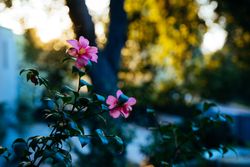 Two camellia blossoms with sunset and oak tree in background