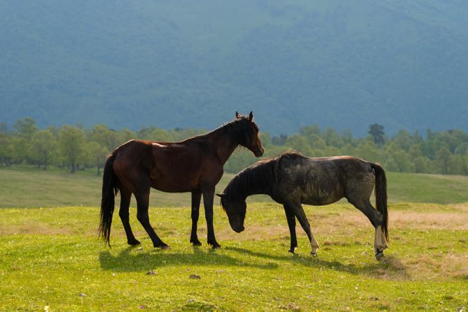 Horses standing in grassy field with mountainous backdrop