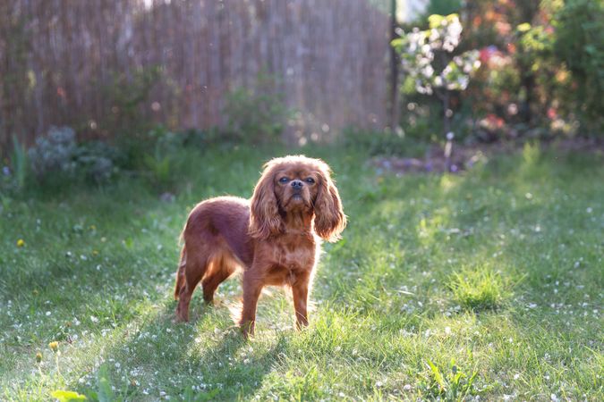 Cavalier spaniel standing on the grass