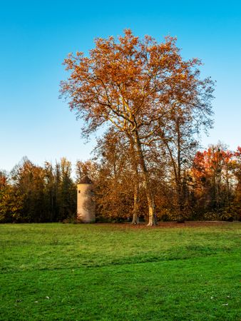 Bright autumn colors in the Vosges mountains. Alsace.