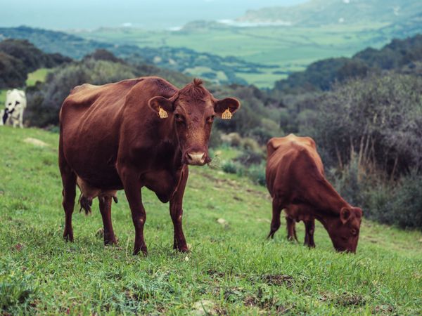 Herd of red poll cows pasturing in green valley