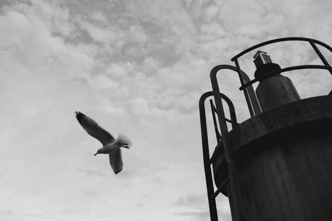Seagull flying near lighthouse