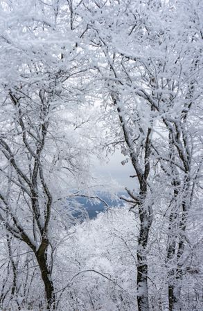 Winter snowy landscape