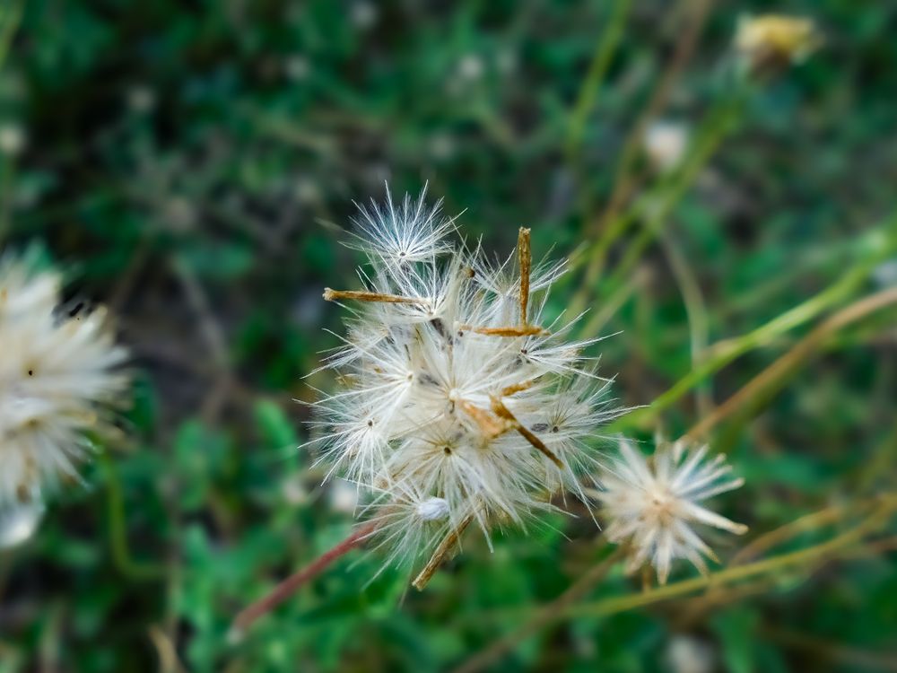 Tridax procumbens flower