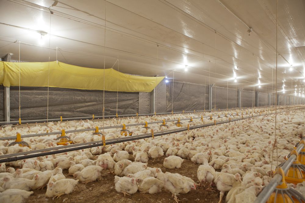 Poultry at chicken farm